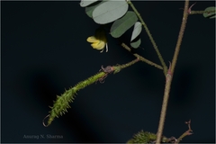 Ormocarpum sennoides subsp. sennoides